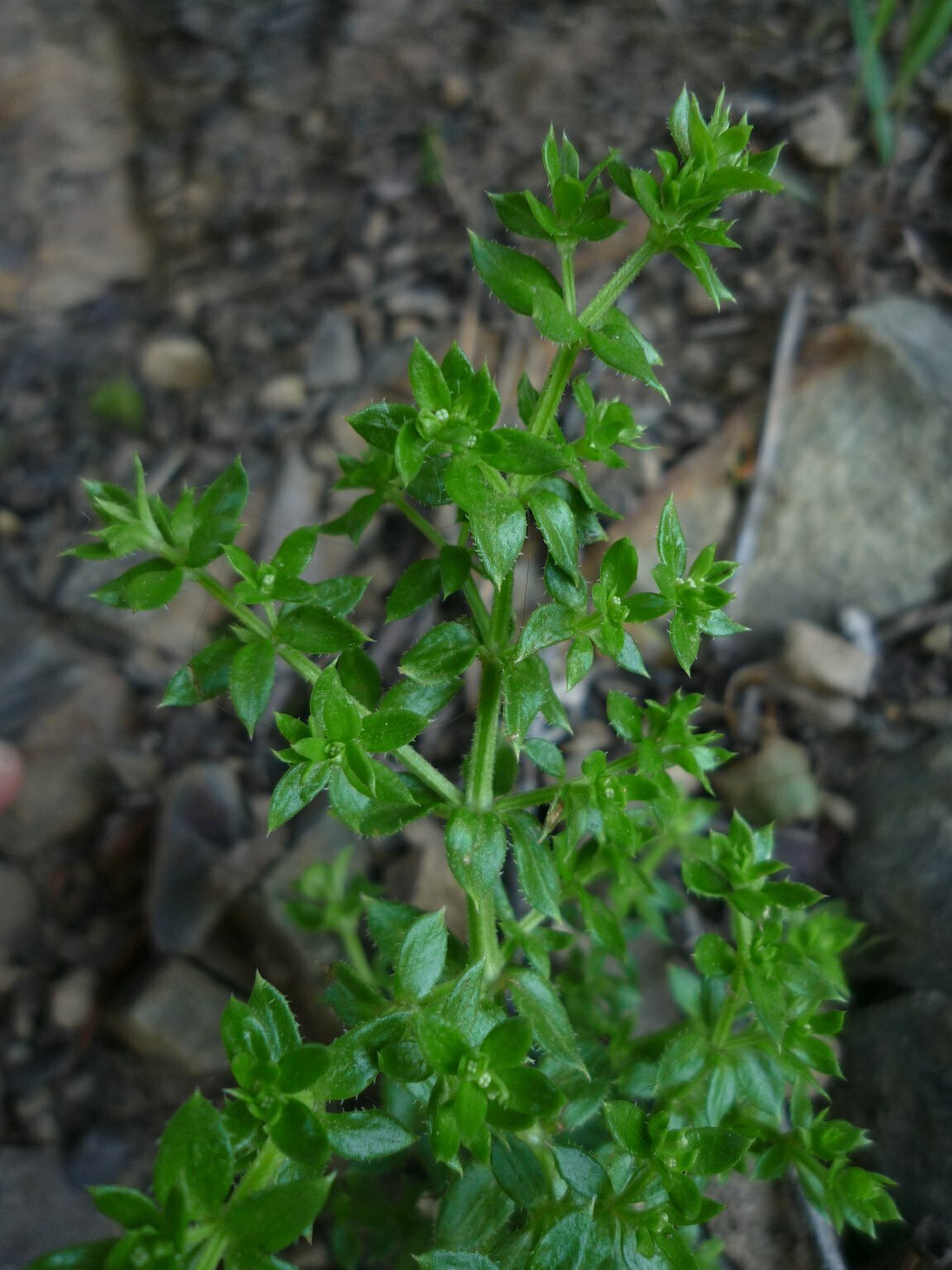 High Resolution Galium californicum Leaf
